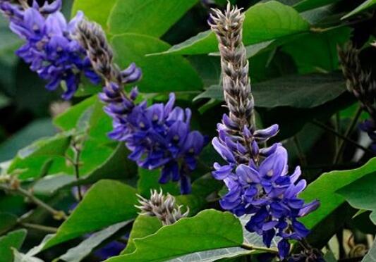 白葛花与紫葛花的区别葛花怎么吃 中药知识 做法 功效与作用 营养价值www Asqxzs Com