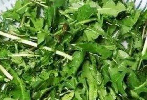 ��֢���µ�����Ұ��