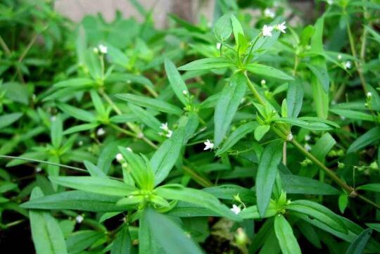 癌症最怕的三种野菜