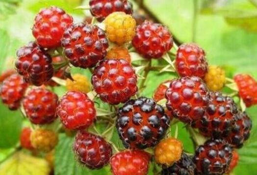 ��ݮ�͸����ӵ�����