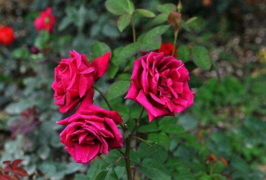 玫瑰花与月季花的区别