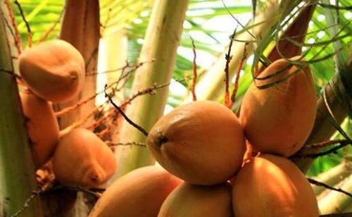 红椰子的功效与作用 吃红椰子的好处有哪些