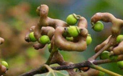 ���ٹ��Ĺ�Ч������ ���ٹ��Ľ���