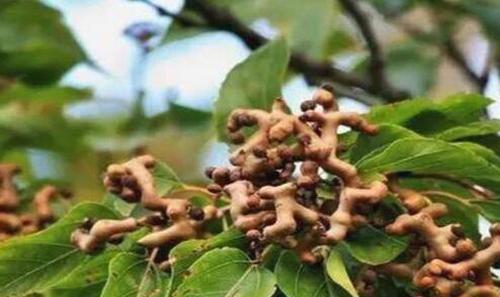 ���ٹ��Ĺ�Ч������ ���ٹ��Ľ���